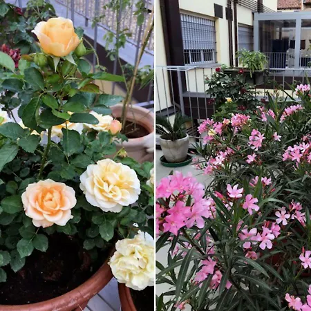 The Jasmine Terrace Retreat